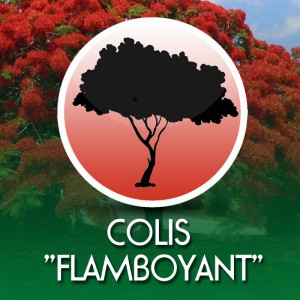 Colis Flamboyant